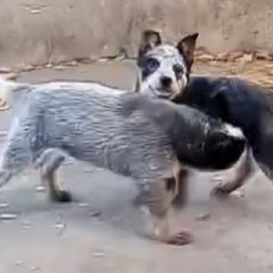 Australian Cattle Dog (Australijski govedar) štenci