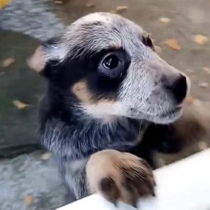 Australian Cattle Dog (Australijski govedar) štenci