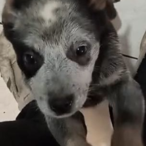 Australian Cattle Dog (Australijski govedar) štenci