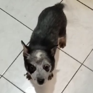 Australian Cattle Dog (Australijski govedar) štenci