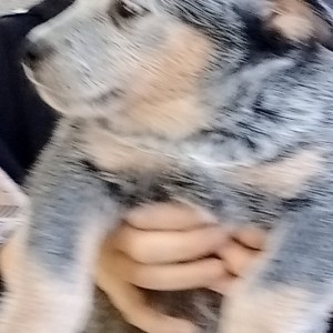 Australian Cattle Dog (Australijski govedar) štenci