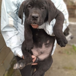 Bandog stenci na prodaju