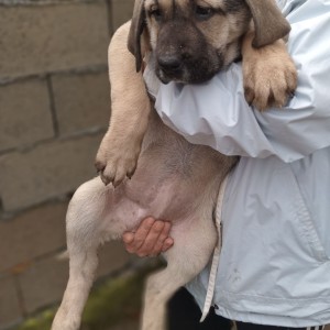 Bandog stenci na prodaju