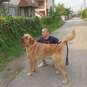 Bandog stenci na prodaju