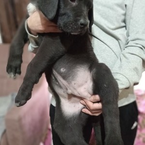 Bandog stenci na prodaju