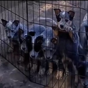 Australian Cattle Dog (Australijski govedar) štenci