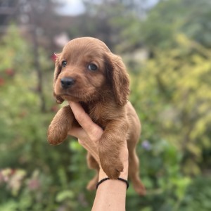 Cockapoo štenci