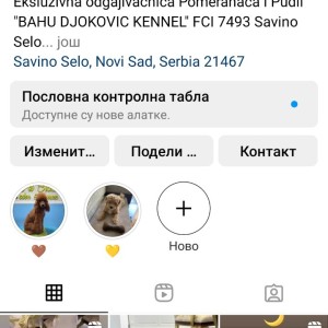 Cockapoo štenci