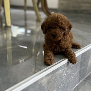 Toy i Mini Pudle
