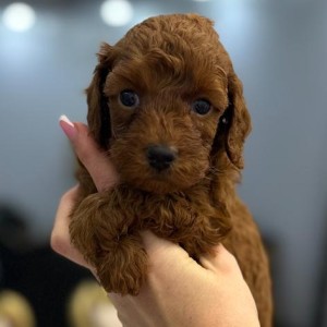 Toy i Mini Pudle