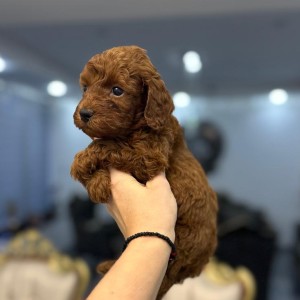 Toy i Mini Pudle