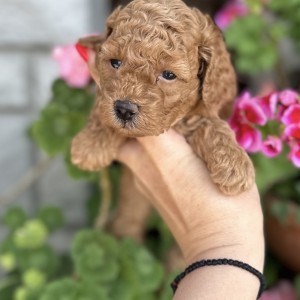 Toy i Mini Pudle