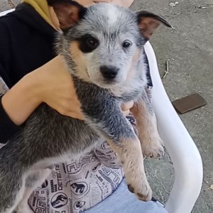 Australian Cattle Dog (Australijski govedar) štenci