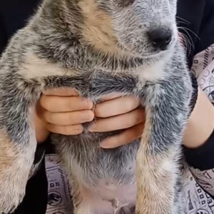 Australian Cattle Dog (Australijski govedar) štenci