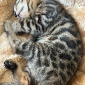 Bengalski macici na prodaju