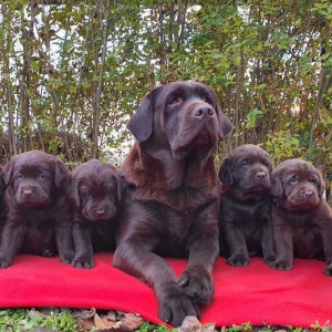 Labrador retriver čokoladni štenci