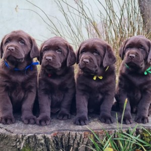 Labrador retriver čokoladni štenci