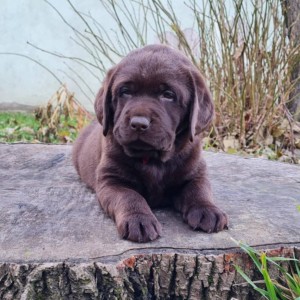 Labrador retriver čokoladni štenci