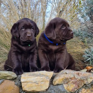 Labrador retriver čokoladni štenci