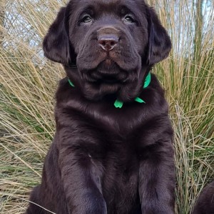 Labrador retriver čokoladni štenci