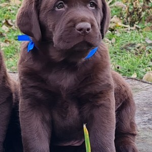 Labrador retriver čokoladni štenci