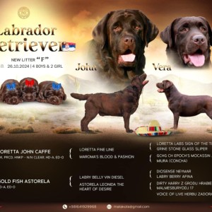 Labrador retriver čokoladni štenci