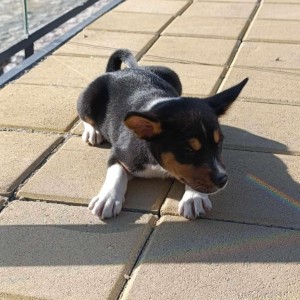 Basenji stenci