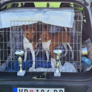 Basenji stenci