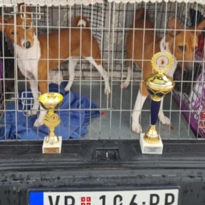 Basenji stenci