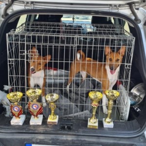 Basenji stenci