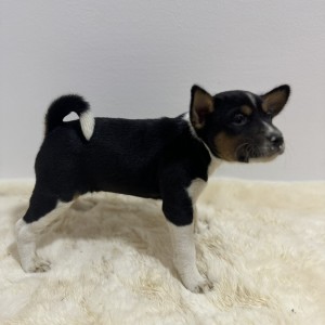 Basenji stenci