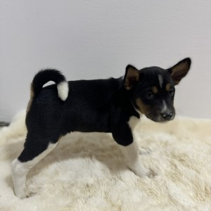 Basenji stenci