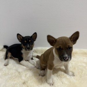 Basenji stenci