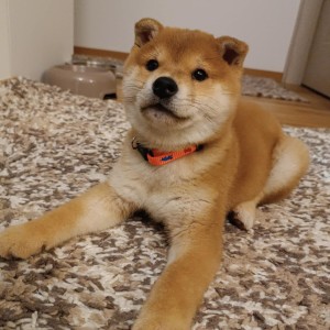 Shiba Inu stenci