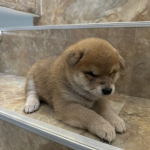 Shiba Inu stenci