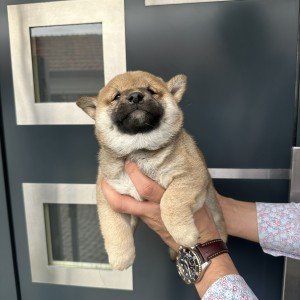 Shiba Inu stenci