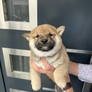 Shiba Inu stenci