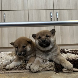 Shiba Inu stenci