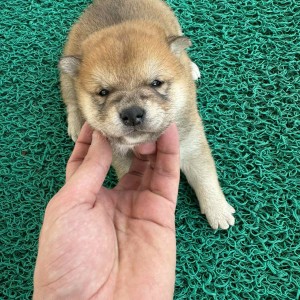 Shiba Inu stenci