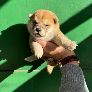 Shiba Inu stenci