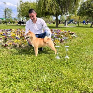 Shiba Inu stenci