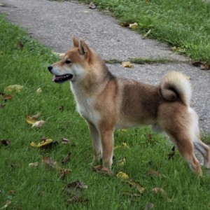 Shiba Inu stenci