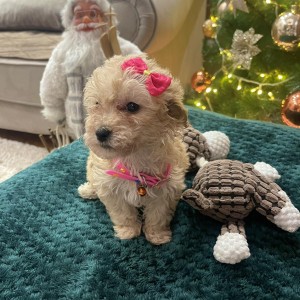 Maltipoo prelepi stenci + POKLON
