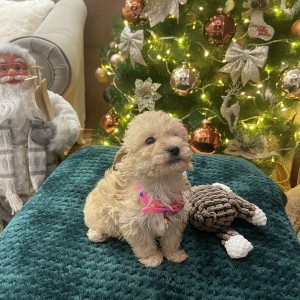 Maltipoo prelepi stenci + POKLON