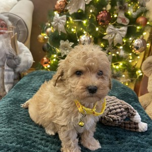 Maltipoo prelepi stenci + POKLON