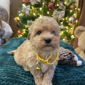 Maltipoo prelepi stenci + POKLON