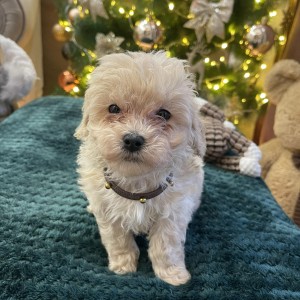 Maltipoo prelepi stenci + POKLON
