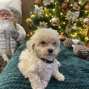 Maltipoo prelepi stenci + POKLON
