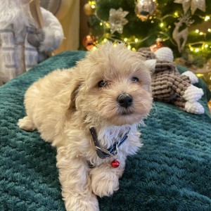 Maltipoo prelepi stenci + POKLON