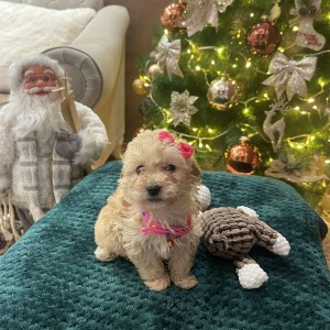 Maltipoo prelepi stenci + POKLON